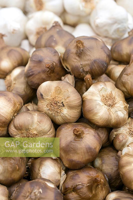 Smoked garlic for sale. The Garlic Farm. Isle of Wight.