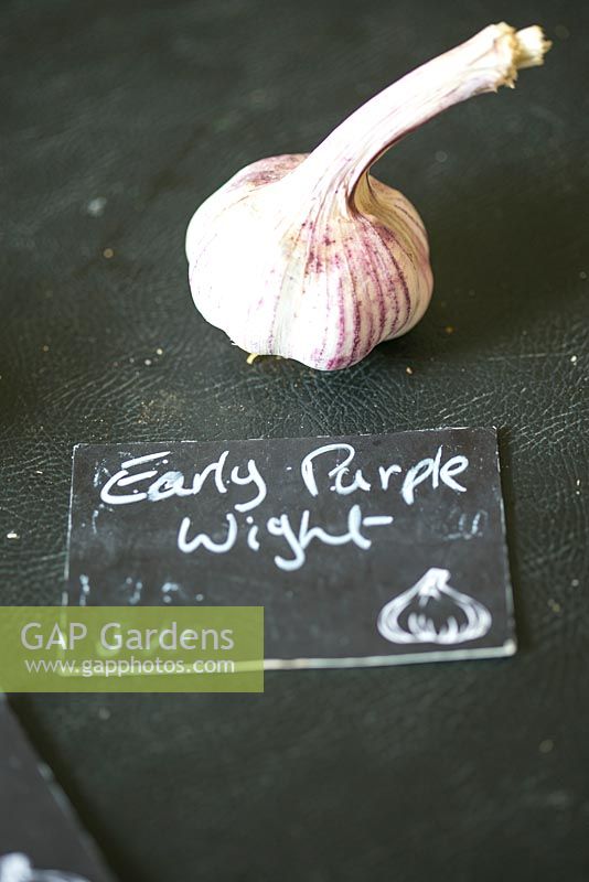 The Garlic Farm. Isle of Wight. Early Purple Wight
