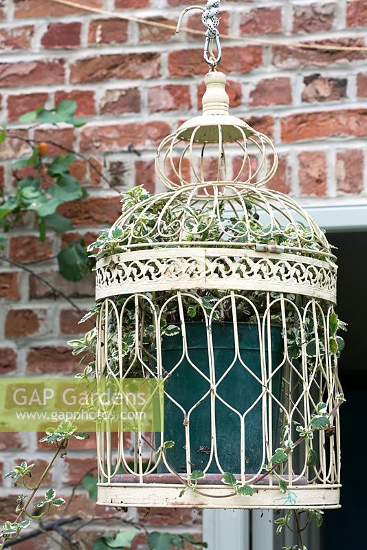 Decorative bird cage with climbing plant. Salterns Cottage, a private garden on the Isle of Wight. 