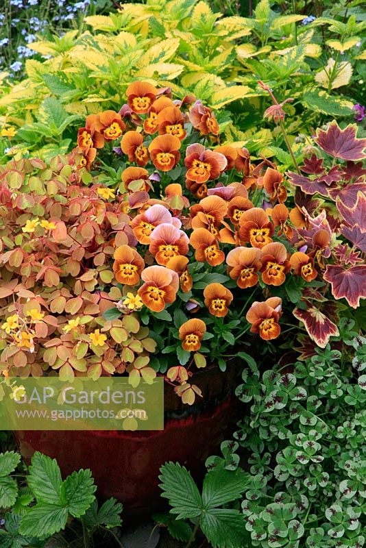 Mahogany, copper and yellow tints from foliage and flowers in a glazed container. Viola 'Honeybee' with Oxalis 'Sunset Velvet' and Pelargonium 'Vancouver Centennial'. June, West Midlands