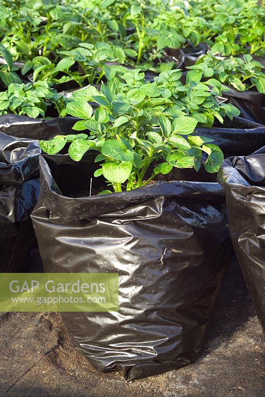 Growing forced potatoes in black plastic bin sacks for an early crop