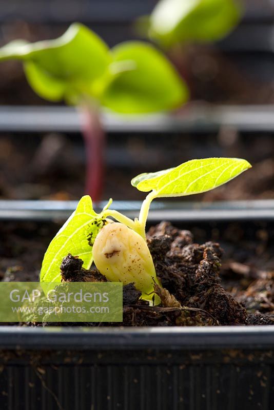 Emerging lablab seedling - Lablab purpureus - Hyacinth bean
