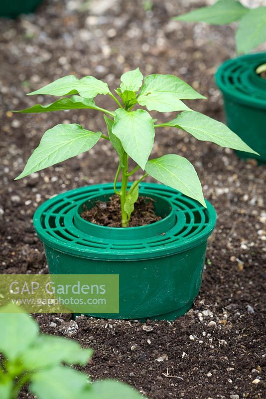 Chillies planted in ring culture pot