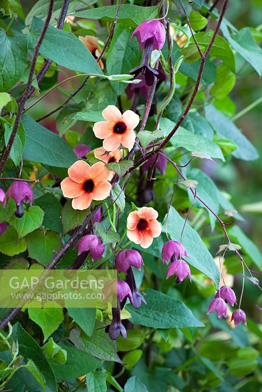 Rhodochiton atrosanguineus 'Purple Bells' growing up a birch tripod at Perch Hill with Thunbergia alata 'African Sunset'