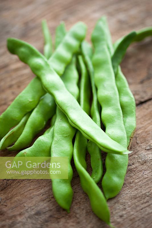 French Bean 'Helda'. Helda beans, Flat beans, Romano beans. Phaseolus vulgaris
