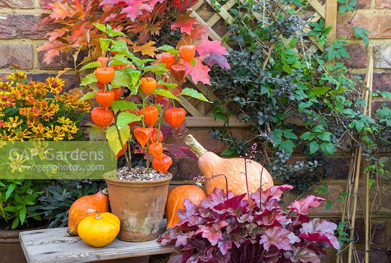 Autumnal display featuring physalis 'Chinese Lampion', gourds, heuchera and helenium