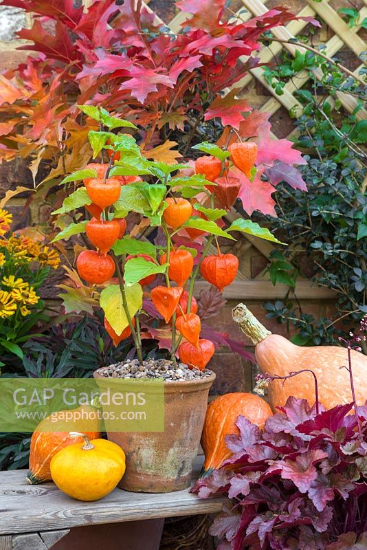 Autumnal display featuring Physalis 'Chinese Lampion', gourds, Heuchera and Helenium