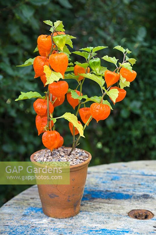 Physalis 'Chinese Lampion' in terracotta pot