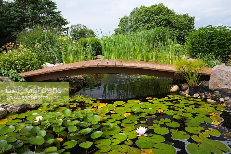 Wooden footbridge over rock edged pond with mauve Nymphaea - Water Lilies Papyrus - Ornamental Grass also known as Cyperus - Egyptian Paper Rush, Typha latifolia - Common Cattails in backyard garden in summer