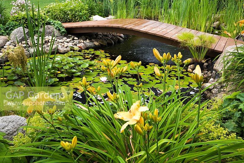 Wooden footbridge over rock edged pond with Typha latifolia - Common Cattails, Papyrus - Ornamental Grass also known as Cyperus - Egyptian Paper Rush, mauve Nymphaea - Water Lilies bordered by orange Hemerocallis - Daylily flowers, yellow Alchemillia mollis - Lady's Mantle, Hosta plants in backyard garden in summer