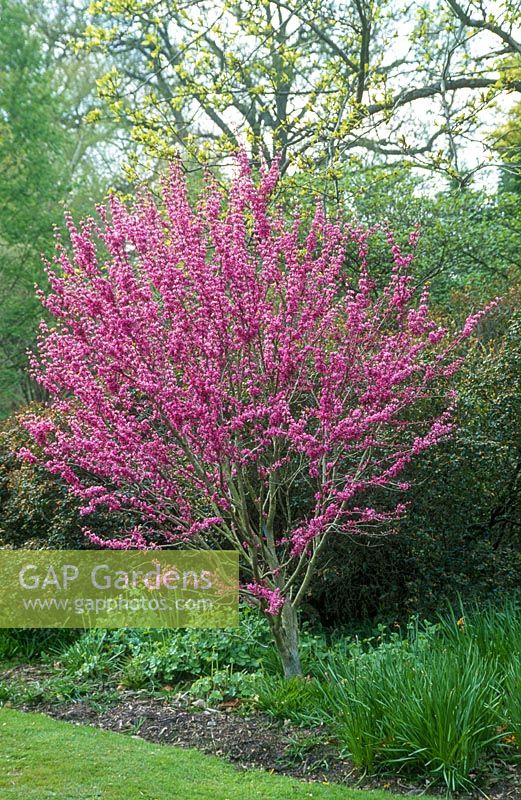 Cercis chinensis 'Avondale'. Tree in bloom. The Savill Garden, Surrey.