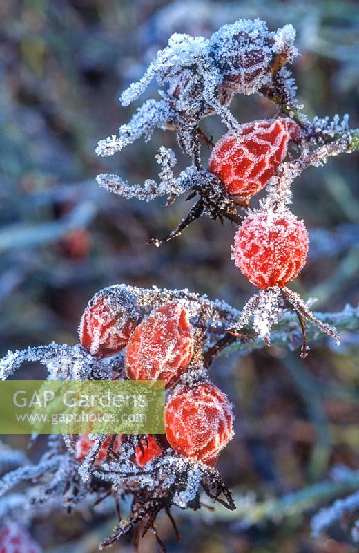 Rosa rubiginosa, syn. Rosa eglanteria hips covered with frost, December