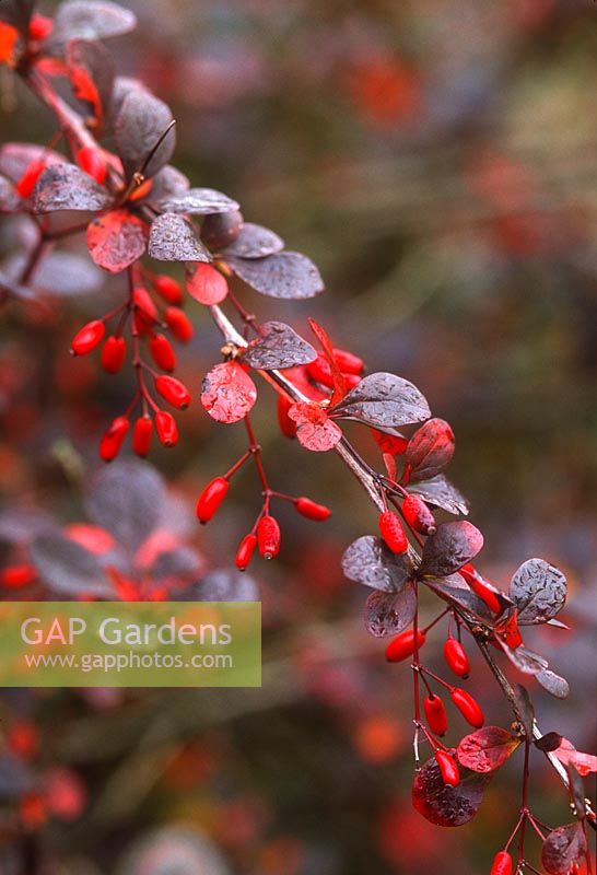 Berberis thunbergii f. atropurpurea. Close up of red berries and autumnal foliage