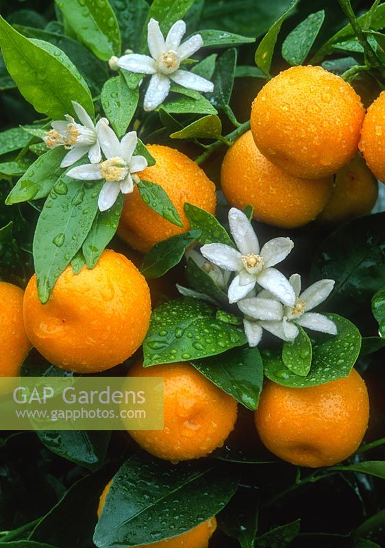Citrus microcarpa - calamondin. Close up of flowers and fruits.