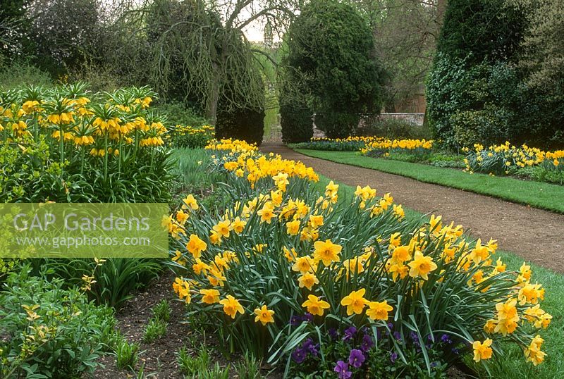 Narcissus 'Carlton' and other narcissus with Fritillaria imperialis in borders spring.