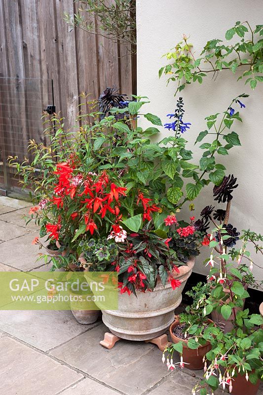 Container with hot planting including begonias and pelargoniums, fuschias and Aeonium