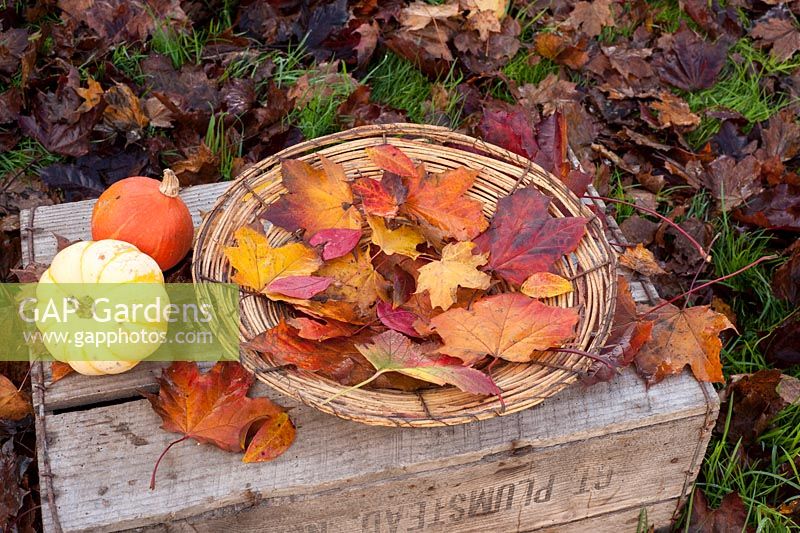 Collection of autumn leaves in wicker bowl displayed in garden on box