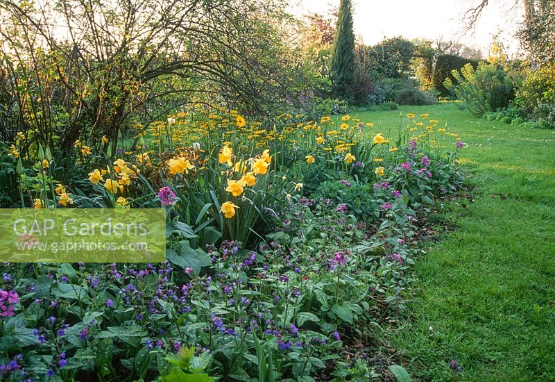 Spring garden with narcissus, pulmonarias, aquilegias and honesty. April