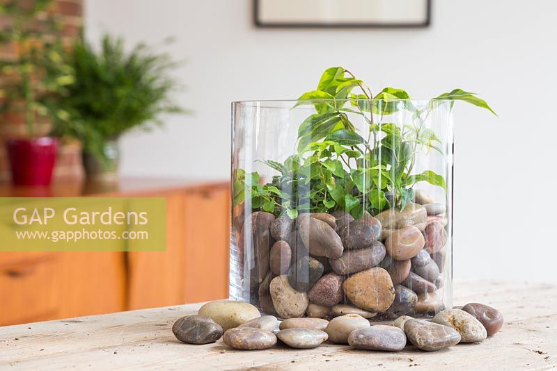 A glass vase Terrarium planted with Ficus benjamina, Muehlenbeckia and Pilea