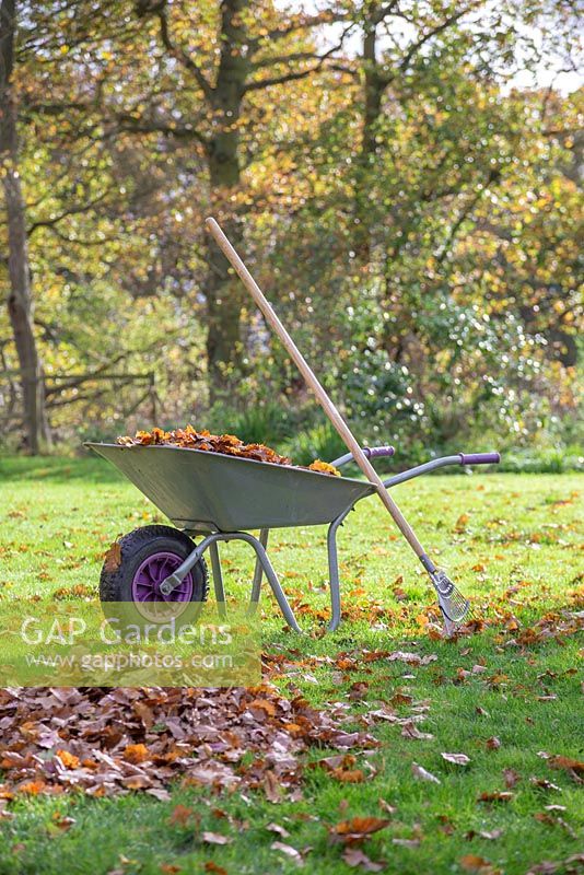 A rake leant against a wheelbarrow in the middle of a garden lawn with an autumnal setting