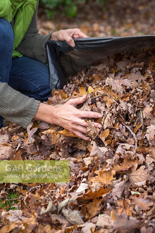 Filling a black bin bag with raked autumnal leaves