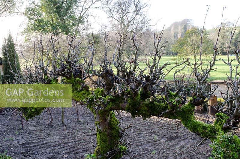 Old knarled apple espalier tree covered in moss