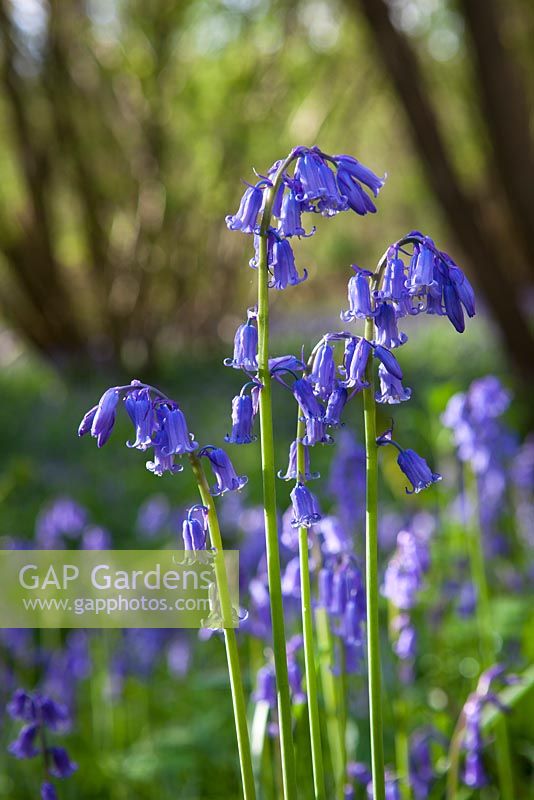 Hyacinthoides non-scripta. Bluebell growing wild in a woodland. 