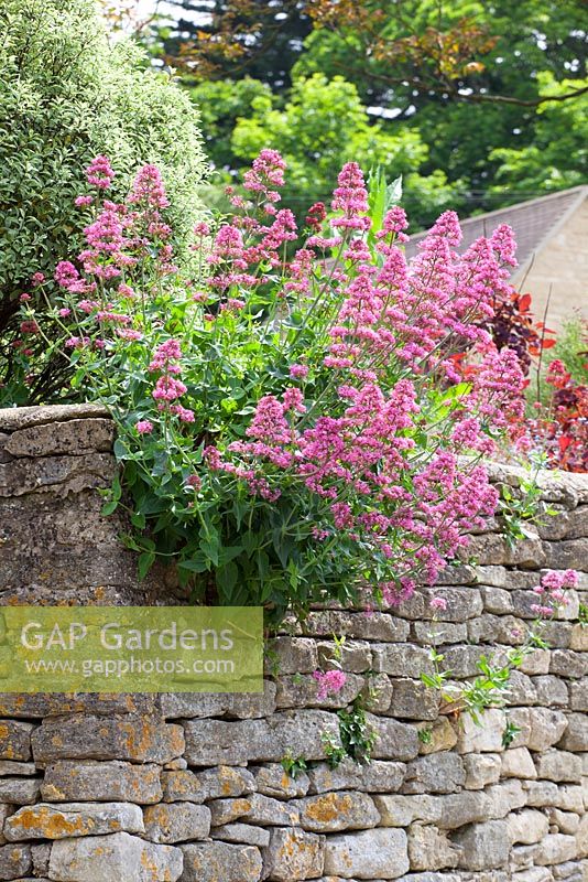 Centranthus ruber growing in a dry stone wall. Red valerian