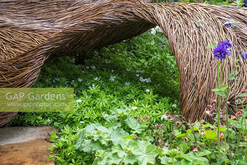Breast Cancer Haven Garden. Woven willow sculpture underplanted with Alchemilla mollis and Galium odoratum. Designer: Sarah Eberle supported by Tom Hare. Sponsor: Nelsons