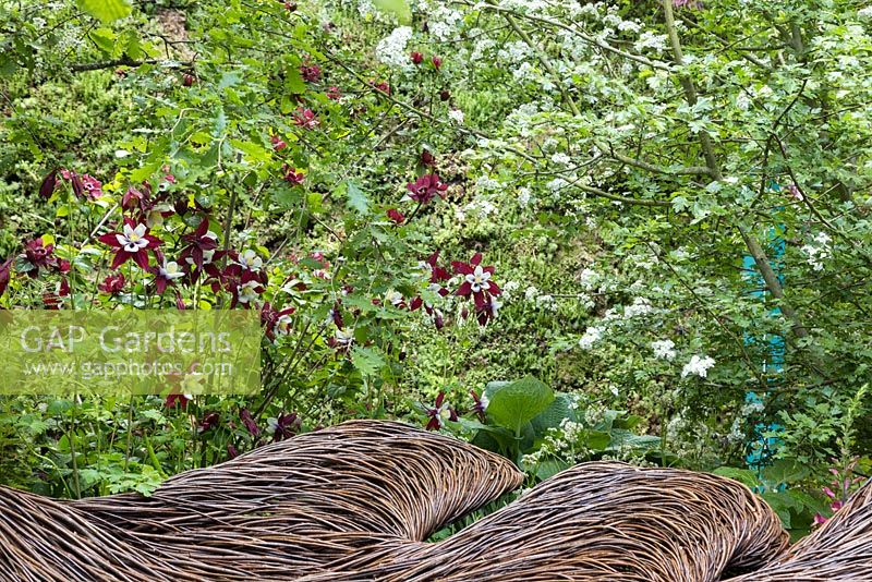 Breast Cancer Haven Garden. Woven willow sculpture with background planting of Aquilegia vulgaris 'William Guiness'. Designer: Sarah Eberle supported by Tom Hare. Sponsor: Nelsons