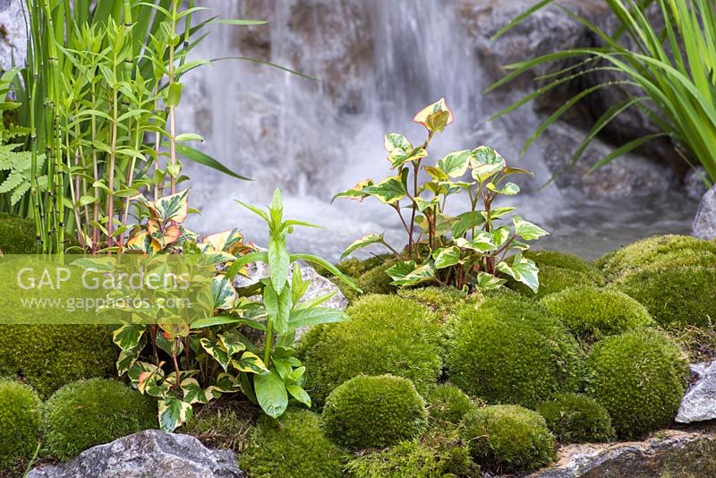 Edo no Niwa. Planting of Leucobryum juniperoideum and Variegated Ivy with a view to the waterfall. Designer - Kazuyuki Ishihara. Sponsor - Cat's Co Ltd