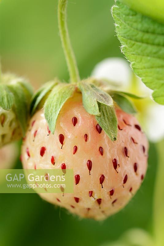 Fragaria x ananassa pineberry - White strawberry.  The fully ripe fruit has a pale pink colouration,  June