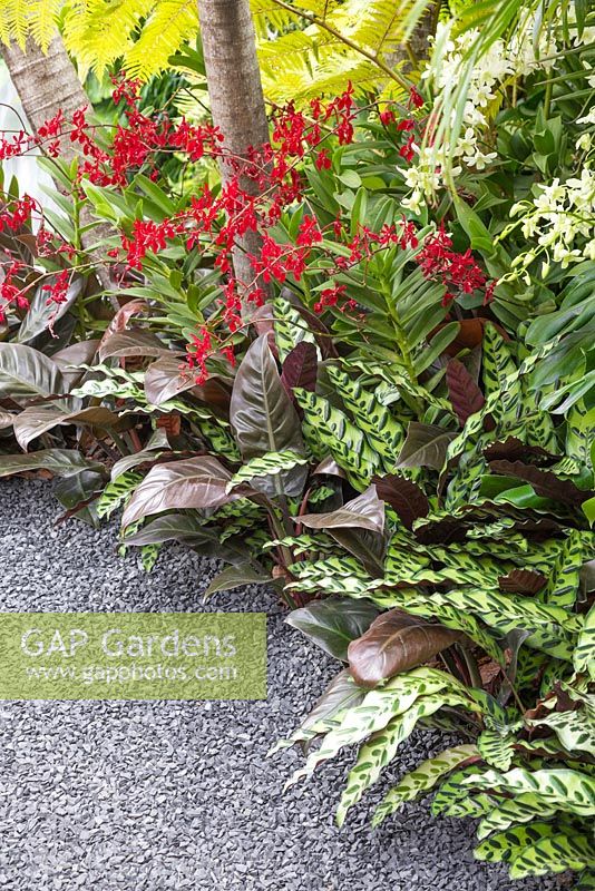 A border featuring Renanthera '20th Singapore WOC 2011', Calathea lancifolia and Philodendron 'Imperial Red' meets gravel path.  The Hidden Beauty of Kranji. RHS Chelsea Flower Show 2015. 