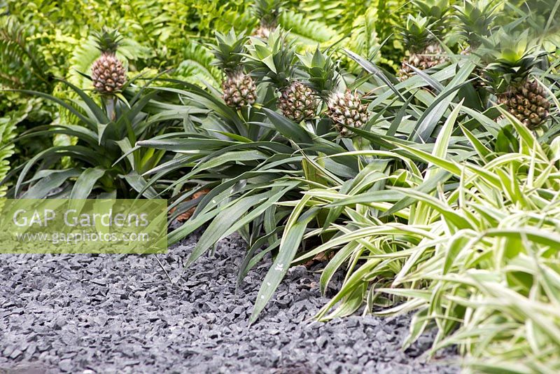 Gravel path leading past border planted with Ananas comosus 'Champaca' and Chlorophytum comosum 'Ocean'. The Hidden Beauty of Kranji. RHS Chelsea Flower Show, 2015