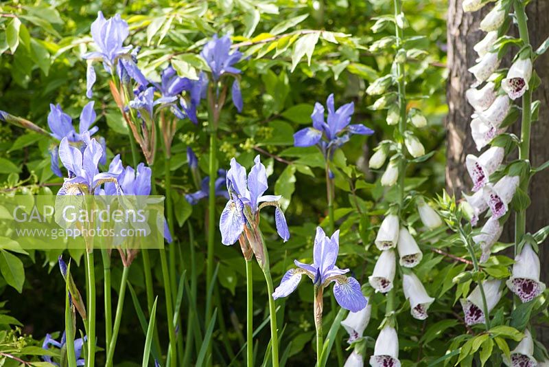 Digitalis purpurea 'Pam's Choice' with Iris sibirica 'Tamberg'. The Homebase Garden Urban Retreat. 