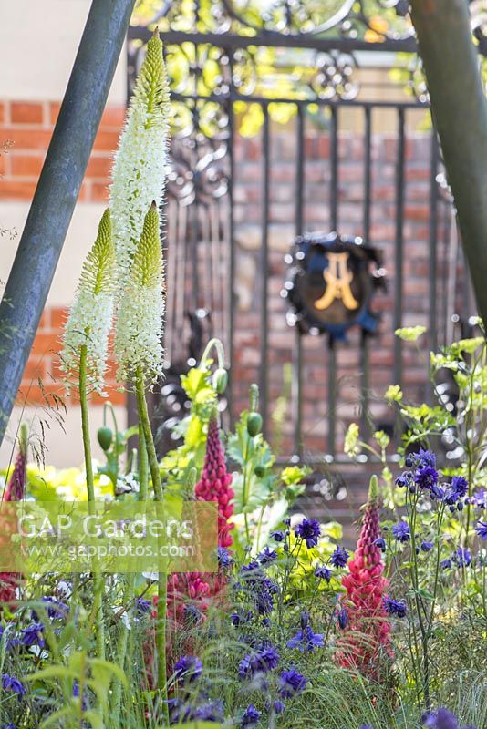 Eremurus himalaicus with Aquilegia vulgaris var. stellata 'Blue Barlow' and Lupinus 'Red Rum', with a view to a wrought iron gate. The Living Legacy Garden. RHS Chelsea Flower Show, 2015