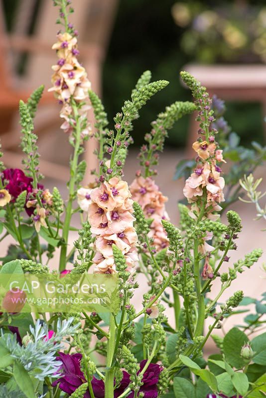 Verbascum 'Cotswold Beauty' with Rosa 'Chianti'. The M and G Garden. RHS Chelsea Flower Show, 2015.