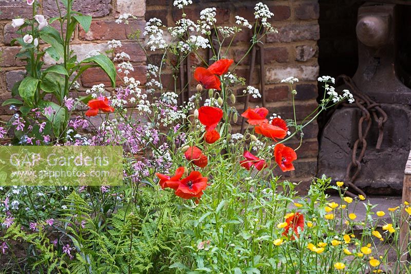 Wildflower border featuring Papaver rhoeas, Ranunculus acris, Anthriscus sylvestris, Athyrium filix-femina and Lychnis flos-cuculi. The Old Forge. RHS Chelsea Flower Show, 2015. 