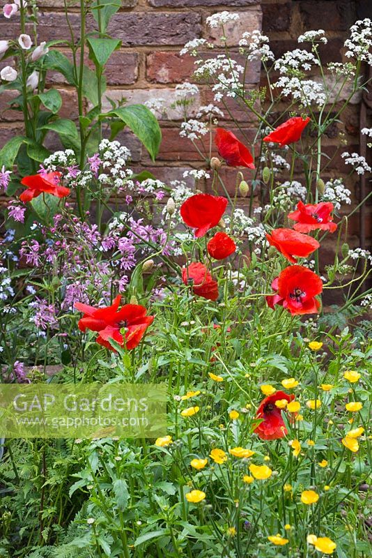 Wildflower border featuring Papaver rhoeas, Ranunculus acris, Anthriscus sylvestris and Lychnis flos-cuculi. The Old Forge. RHS Chelsea Flower Show, 2015