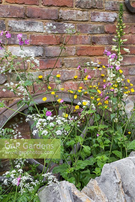 Wildflower border featuring Anthriscus sylvestris and Ranunculus acris, with a wagon wheel in the background. The Old Forge. RHS Chelsea Flower Show, 2015.