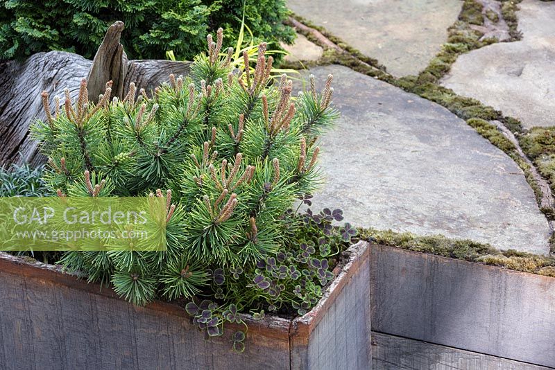 Front border featuring Dwarf Mountain Pine underplanted with Trifolium repens 'Atropurpureum'. The Sculptor's Picnic Garden. RHS Chelsea Flower Show, 2015.