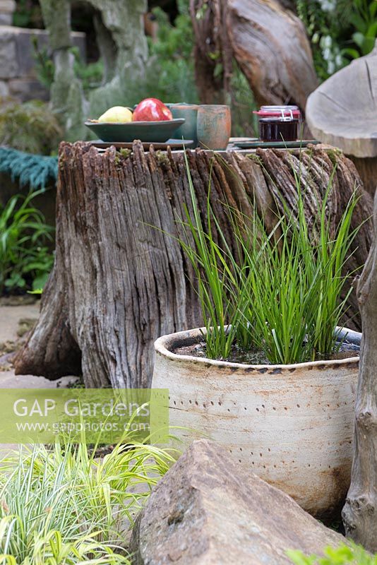 Calamagrostis x acutiflora 'Karl Foerster' in a boggy container, looking towards tree stump with a picnic laid out. The Sculptor's Picnic Garden. RHS Chelsea Flower Show, 2015.