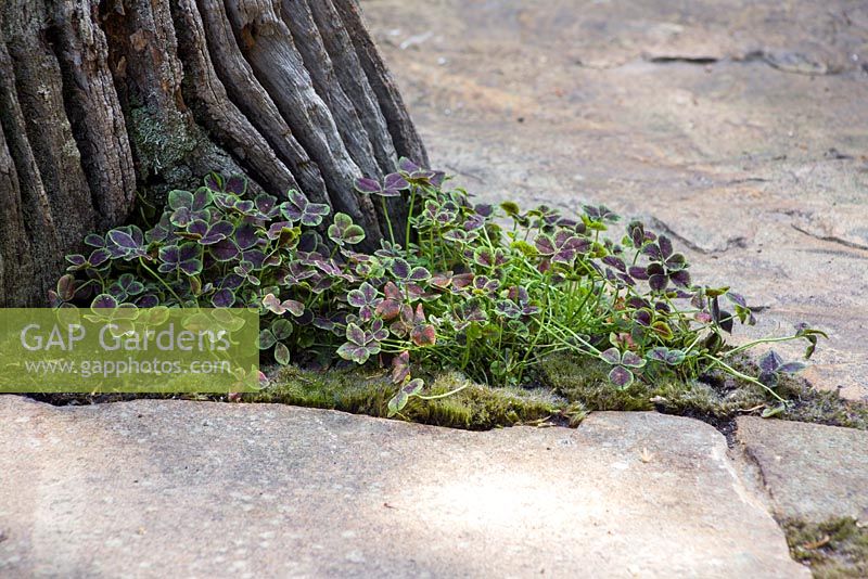 Trifolium repens 'Atropurpureum' planted at the base of a tree stump. The Sculptor's Picnic Garden. RHS Chelsea Flower Show 2015
