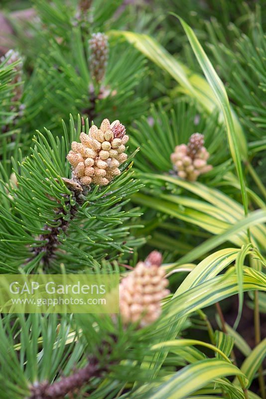 Unripe cones of Dwarf Mountain Pine with Hakonechloa macra 'Alboaurea'. The Sculptor's Picnic Garden. RHS Chelsea Flower Show, 2015.