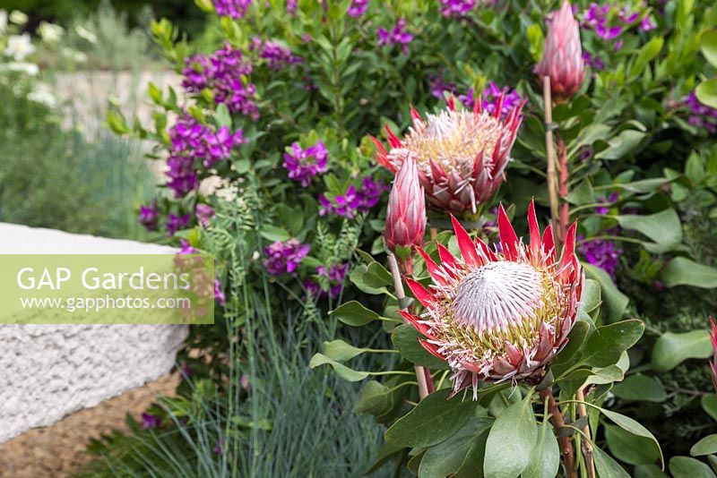 Protea cynaroides 'Little Prince' with Polygala myrtifolia x oppositifolia 'Little Bi Bi' in the background. The Time In Between. RHS Chelsea Flower Show, 2015.
 