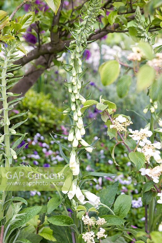 Digitalis purpurea 'Alba' planted beneath Viburnum plicatum. The Time In Between. RHS Chelsea Flower Show, 2015.
 