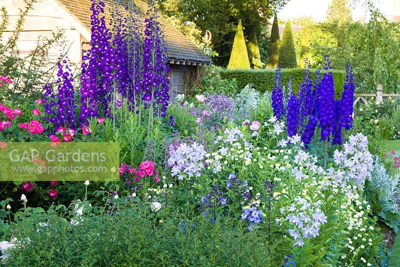 Shortly after dawn in the Sundial Garden at Wollerton Old Hall Garden, Shropshire - July. Planting includes David Austin roses, Delphiniums, Phlox paniculata and Campanula lactiflora. Beyond can be seen the pyramidal yews of the Yew Walk