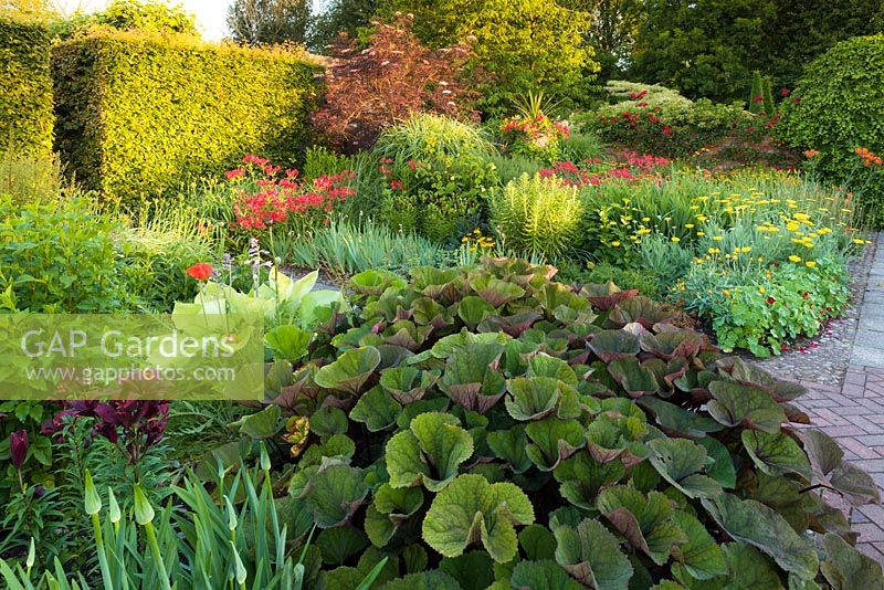 The hot hued Lanhydrock Garden at Wollerton Old Hall Garden,Shropshire. Planting includes Ligularia, Alstroemerias and Nasturtiums. 