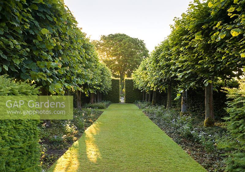 A view of the Lime Allee at Wollerton Old Hall Garden, Shropshire. Tilia platyphyllos 'Rubra'.