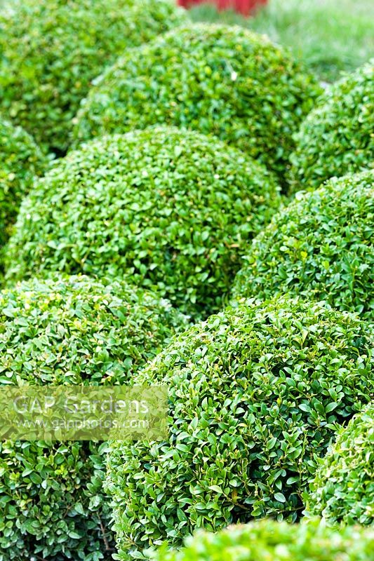 Buxus sempervirens topiary clipped into ball shapes